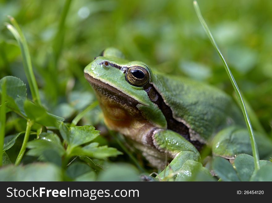 Tree-frog and green grass