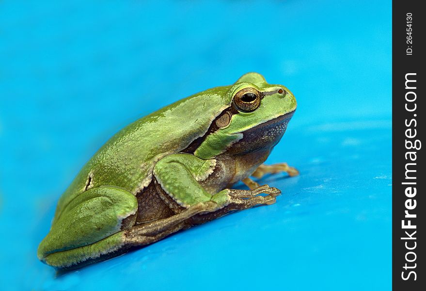 Tree-frog in front of blue background
