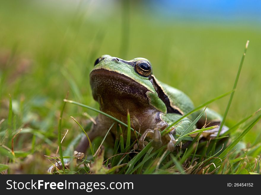 Tree-frog and green grass
