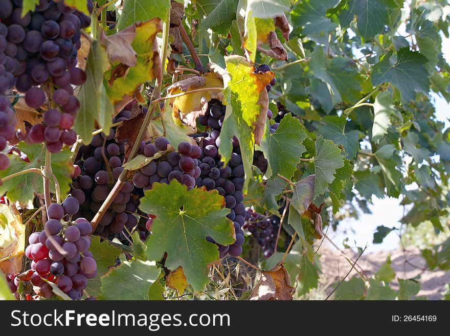 Black grapes in vineyard.