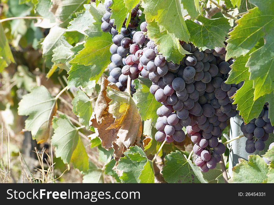 A wine grape ready corsica, august 2012. A wine grape ready corsica, august 2012