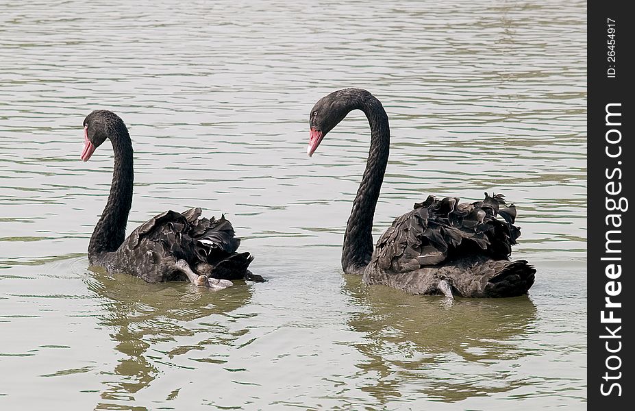 Couple black swans swimming in the lake