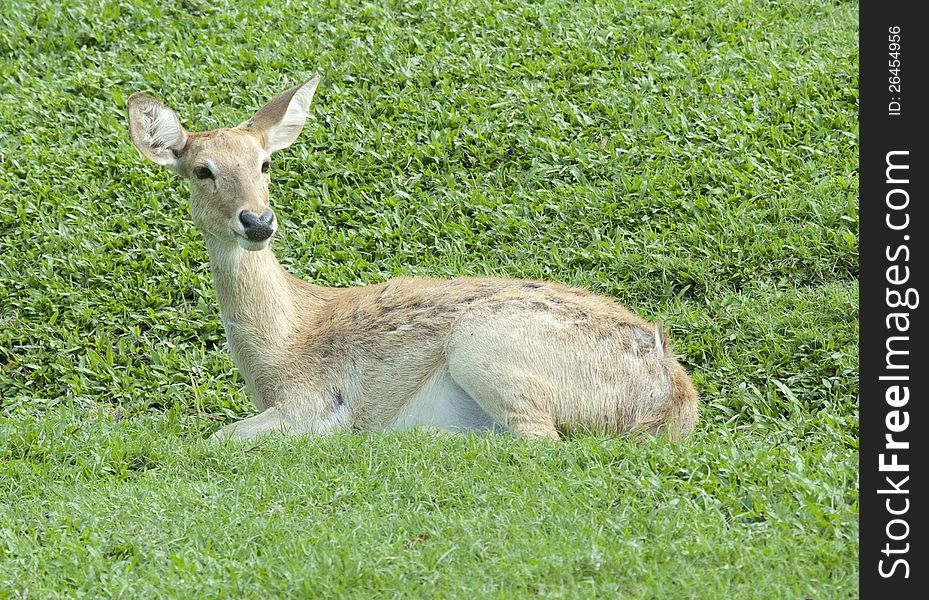 Little deer relaxing on the glass field after eating