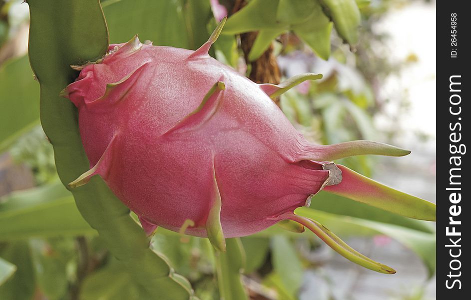 Fresh Dragon Fruits