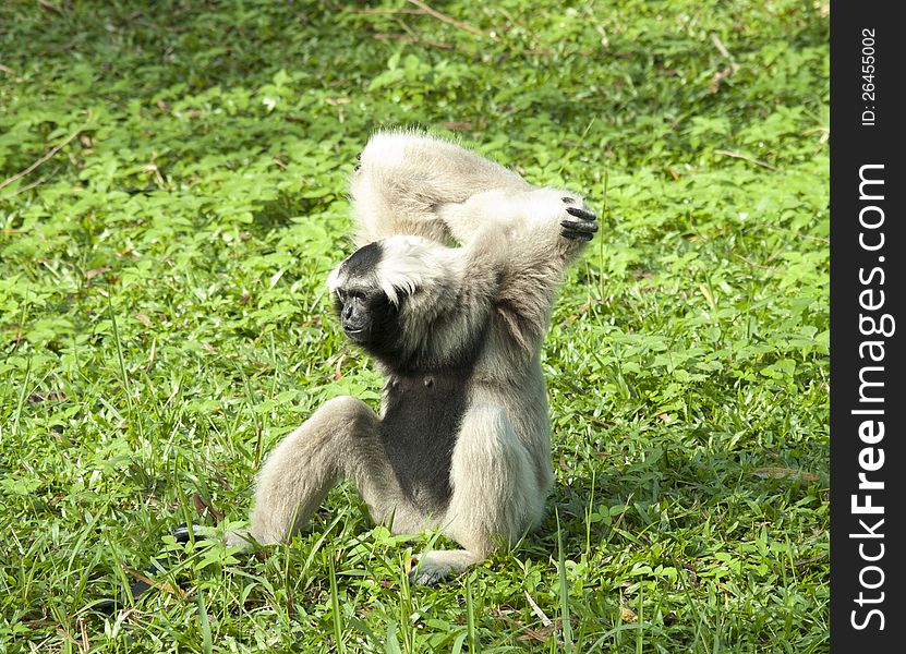 Gibbon enjoy her life at the zoo