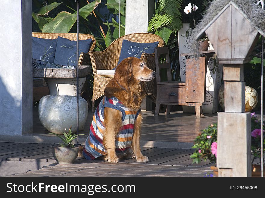 Nice and docile golden retriever dog sitting in front of my house on a sunny day in winter