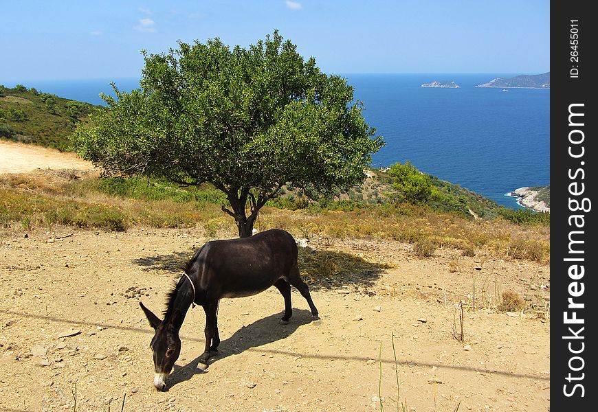 A greek donkey is eating against a lonely tree and the aegean sea at Alonisos of Greece