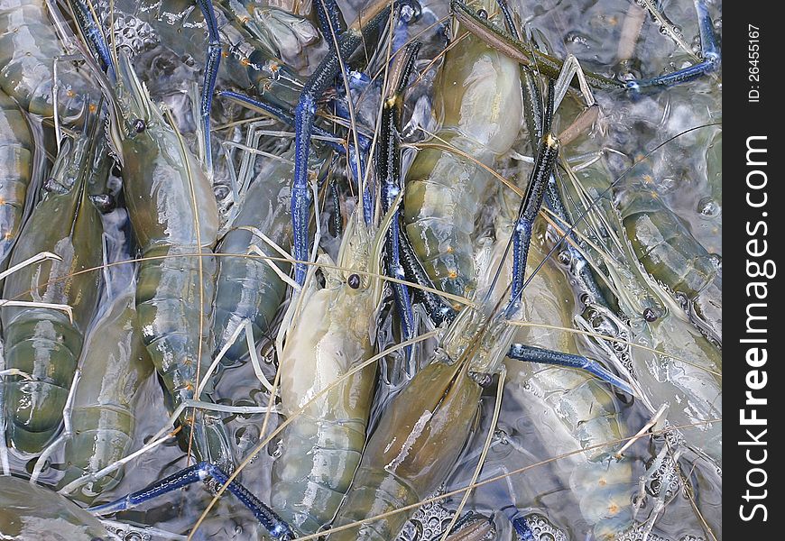 Fresh raw shrimps freeze by ice ready for sale in the seafood market