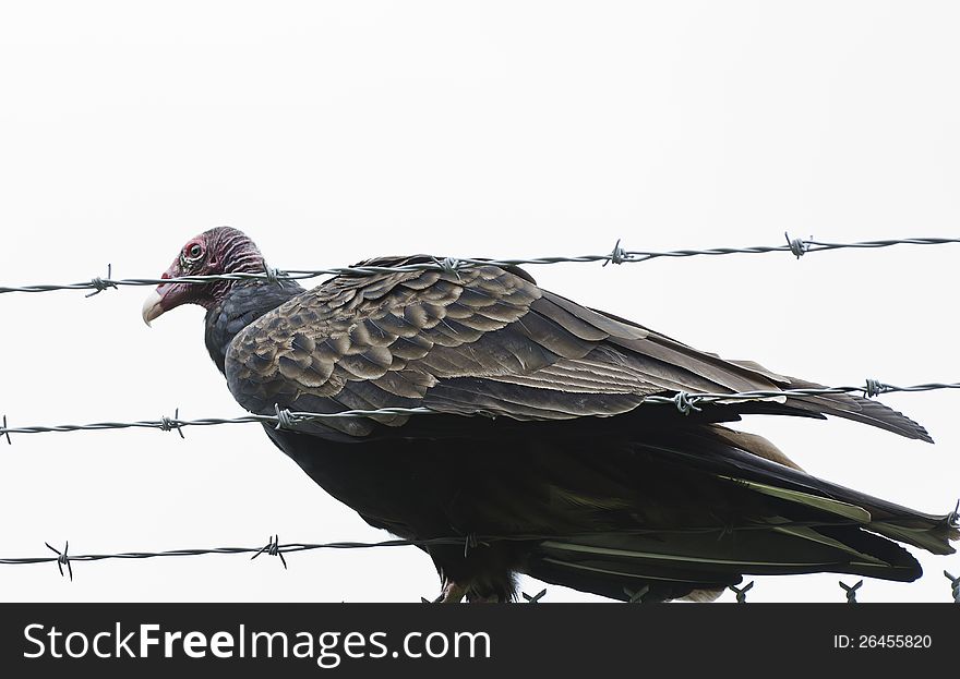 Barbed wire and killer bird = stay out. Barbed wire and killer bird = stay out