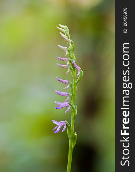 The single blossoming orchid flower Neottianthe cucullata. The single blossoming orchid flower Neottianthe cucullata