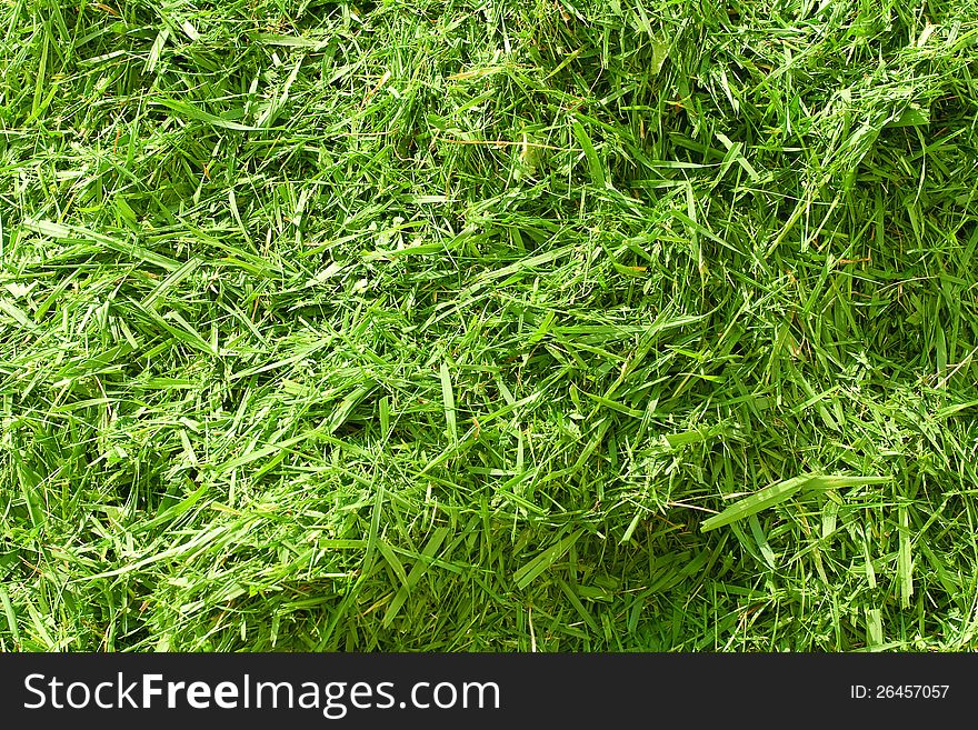 The grass mown and combined in a stack. Background, texture. The grass mown and combined in a stack. Background, texture