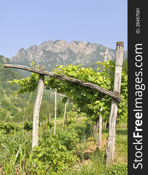 Vines on their stand at the foot of the mountains