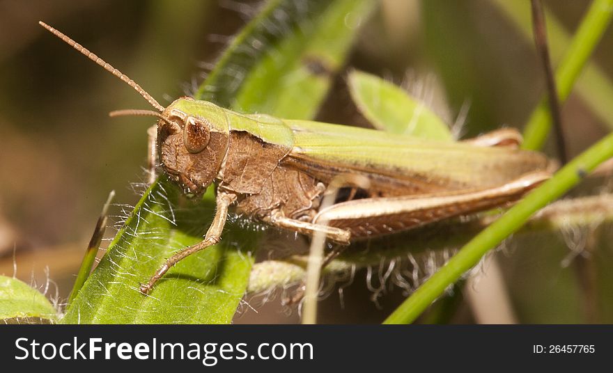 Grasshopper on a blade of grass