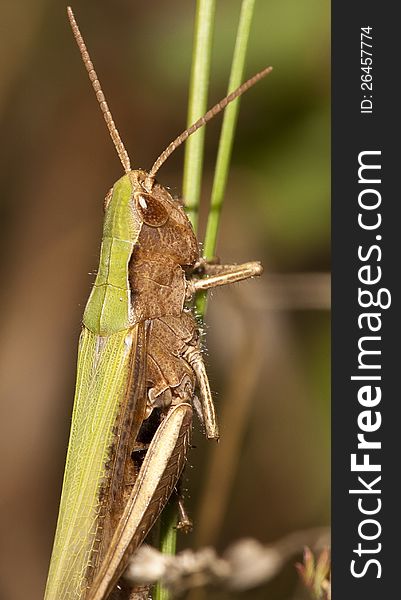 Grasshopper on a blade of grass