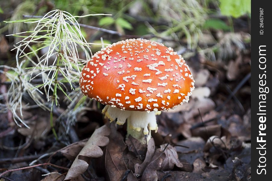 Mature fly agaric in the forest of old dry leaves