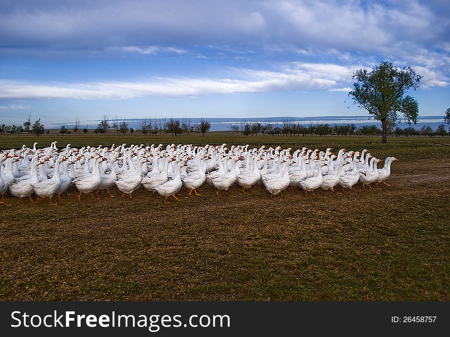 Farm with a free-range geese. Farm with a free-range geese.