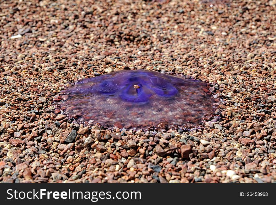 Dead jellyfish on the beach of Red sea