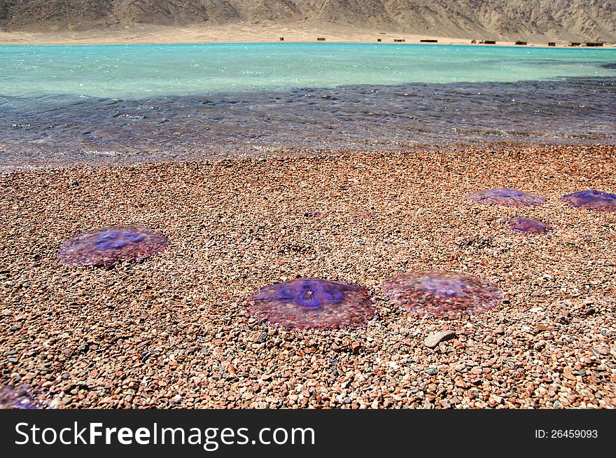 Dead jellyfishes on the beach