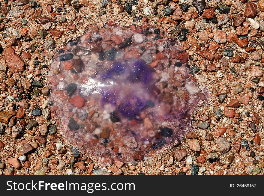 Dead jellyfish on the beach of Red sea