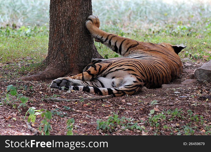 Majestic Royal Bengal Tiger At Mysore Zoo, India