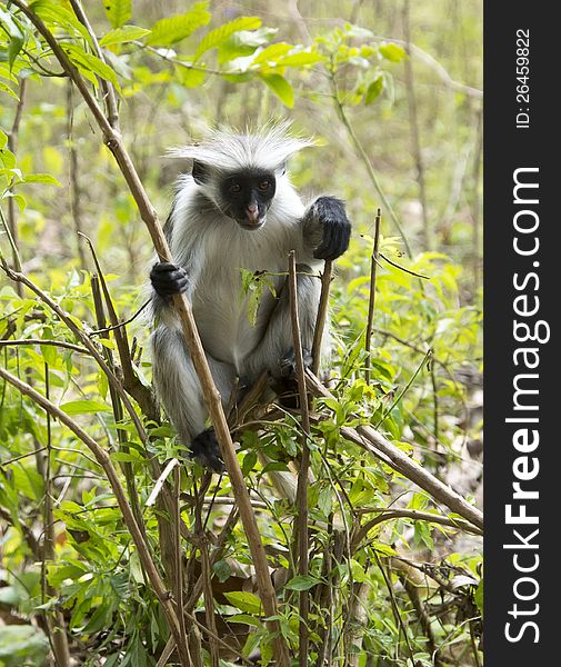 Rare red colobus monkey from Zanzibar