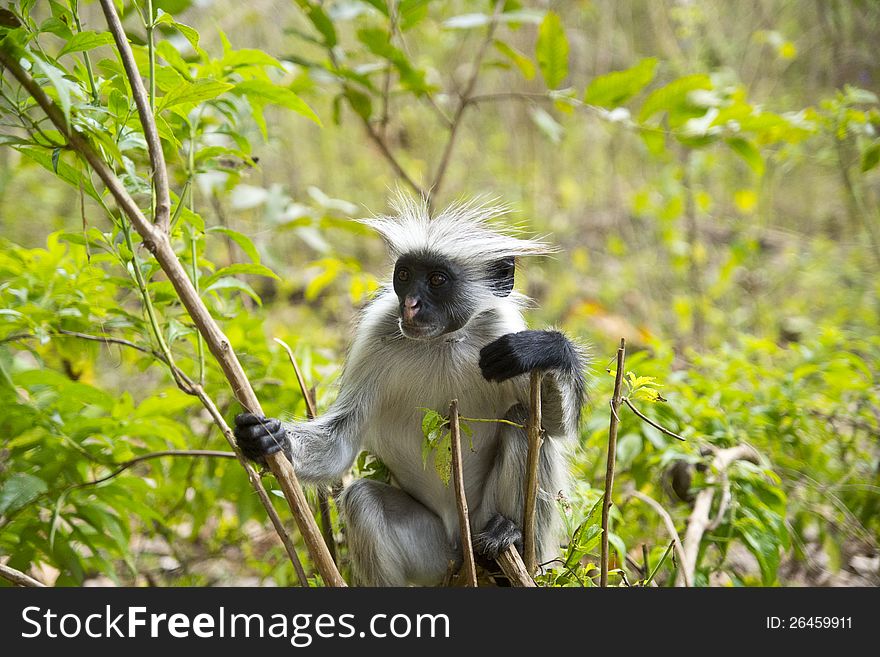 Rare red colobus monkey from Zanzibar