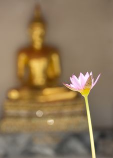 Sacred Lotus Royalty Free Stock Image Sacred Lotus Royalty Free Stock Image