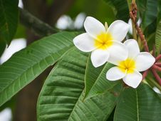Plumeria Flower Royalty Free Stock Image Plumeria Flower Royalty Free Stock Image