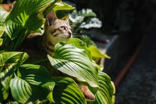 Small Kitten Outdoors Royalty Free Stock Photo