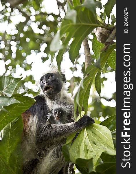 Rare Red Colobus Monkey With Little