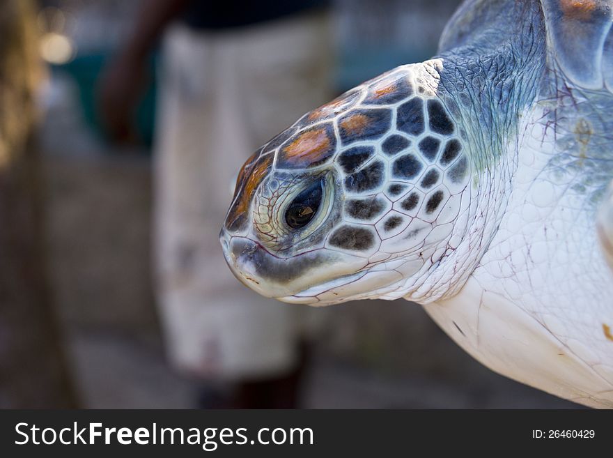 A giant sea turtle from Zanzibar