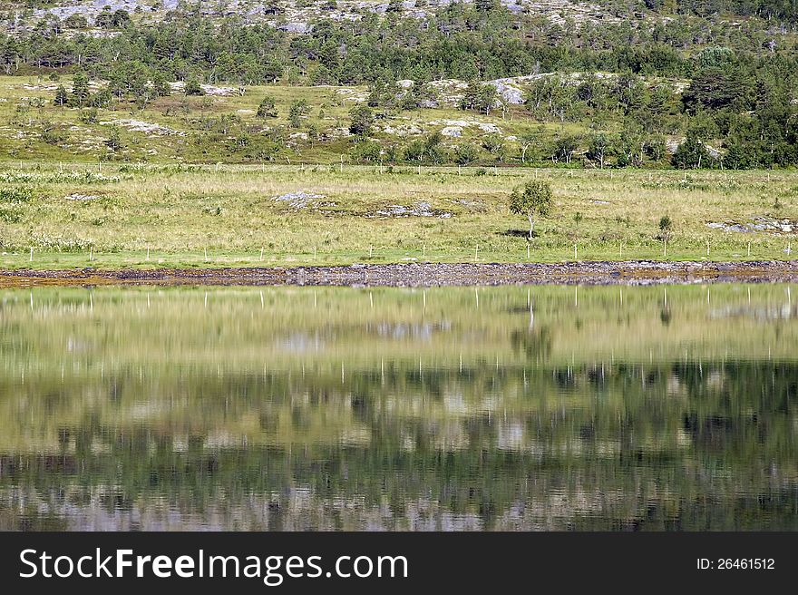 Trees on meadow by ocean in outdoor scene. Trees on meadow by ocean in outdoor scene