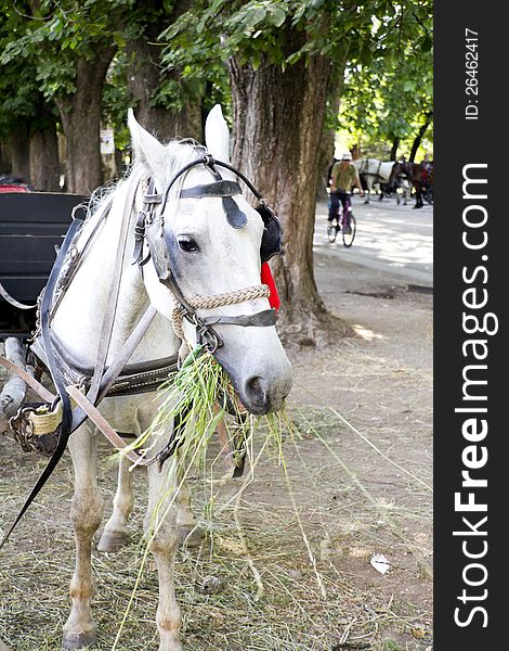 Horses, feeding with grass in a summer day