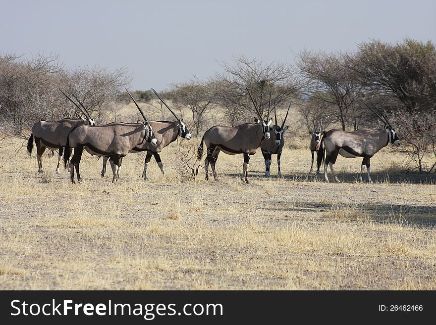 A group of orix in the desert of Africa, Botswana.