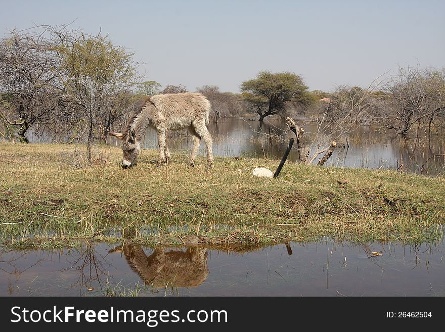 A donkey stands at the waterside in de okavangodelta, Botswana. A donkey stands at the waterside in de okavangodelta, Botswana.