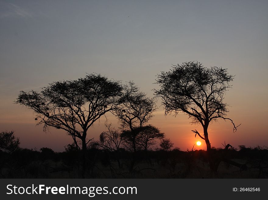 The sunset in the okavango delta, Botswana.