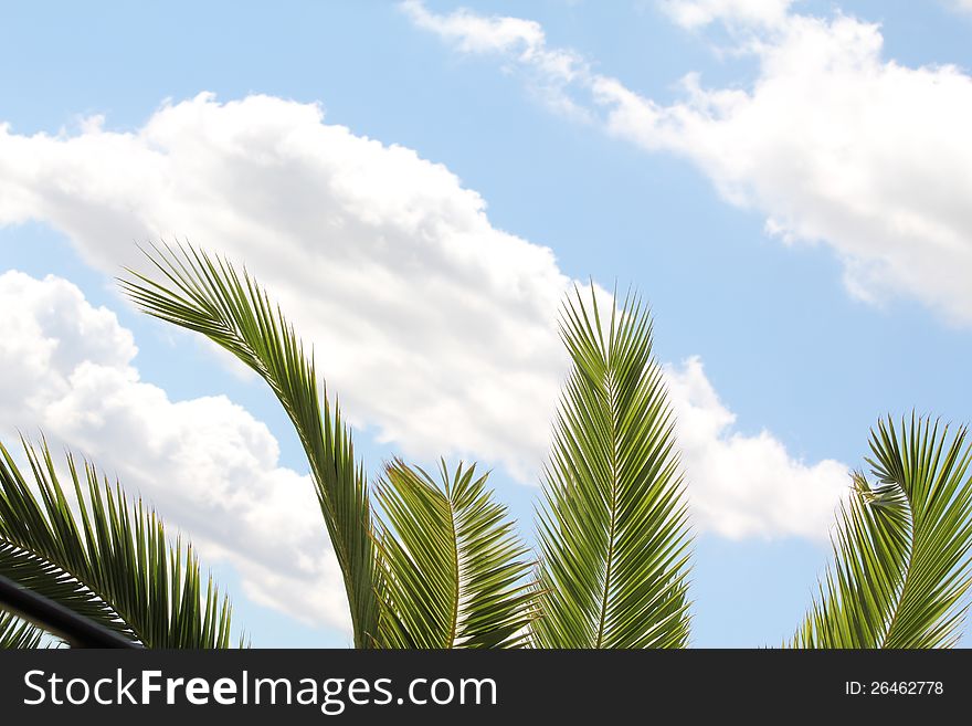 Leaves of palm tree over blue sky. Leaves of palm tree over blue sky.