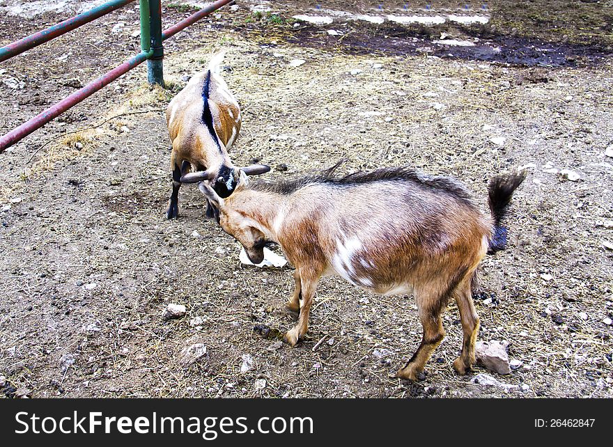 Two goats butting each other on the farm