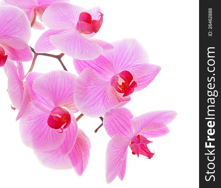 Pink Orchid