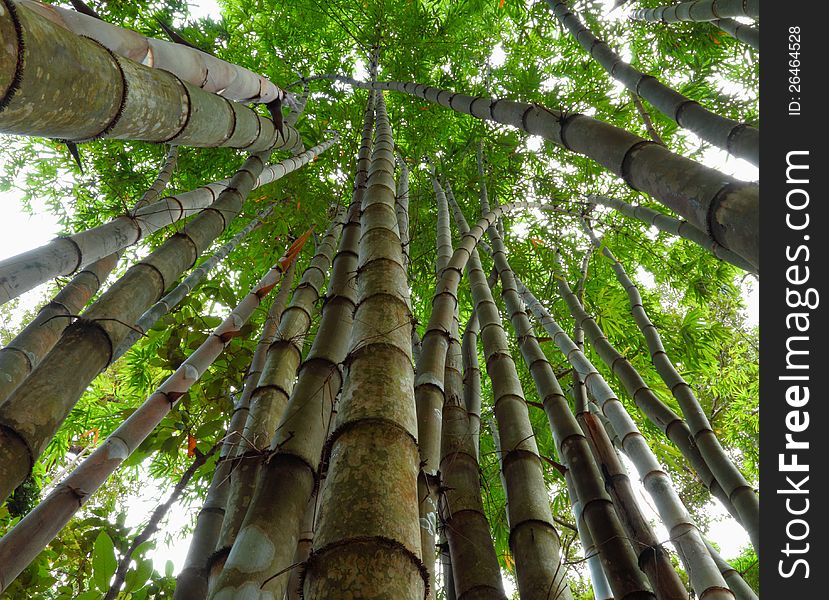 Bamboo from bottom to top. Bamboo from bottom to top.
