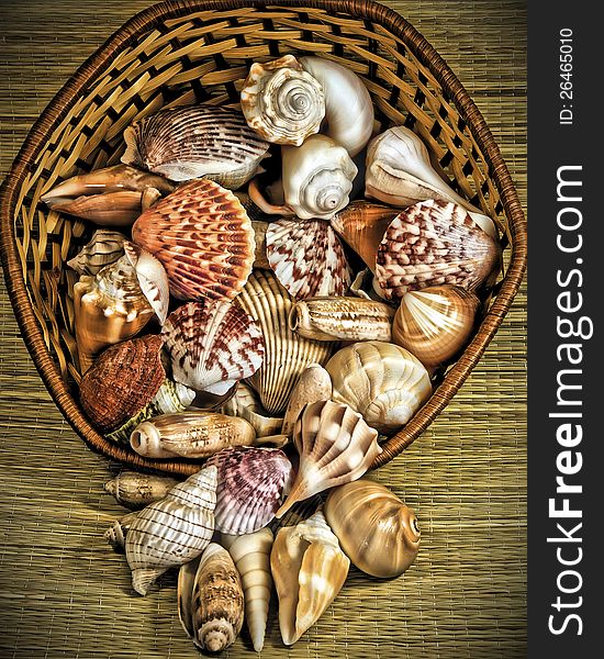 Basket of Shells