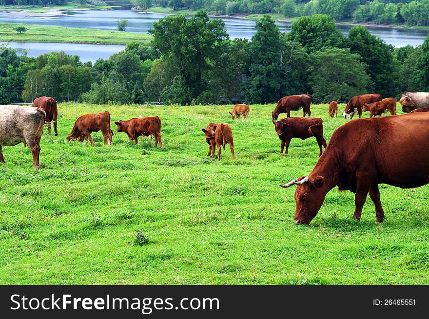 A herd of cattle grazing on a hillside