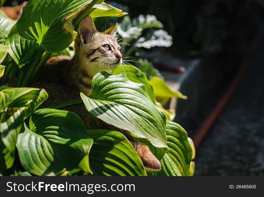 Little kitten playing in the garden close up. Little kitten playing in the garden close up