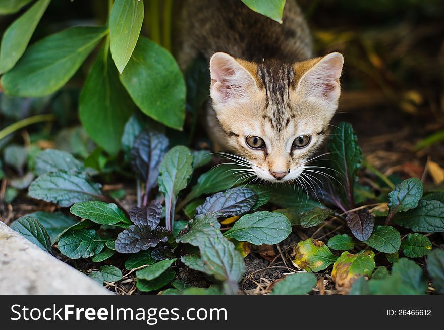 Little kitten playing in the garden close up. Little kitten playing in the garden close up