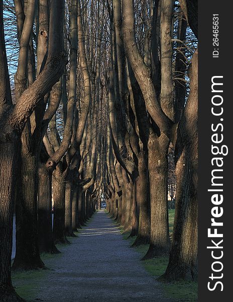 A tree-lined around the walls of Lucca city in Tuscany