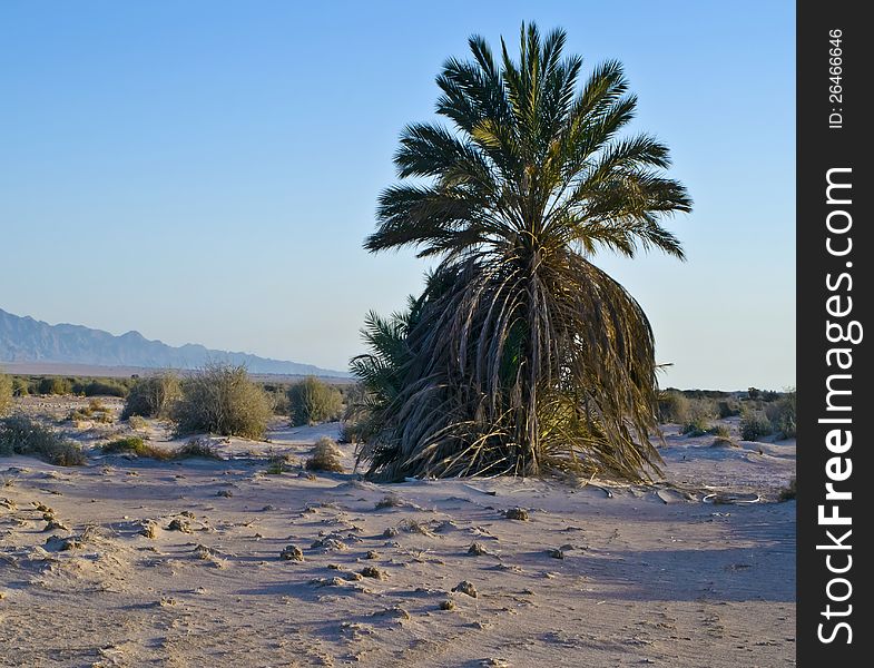 Avrona nature reserve desert of the Negev, Israel