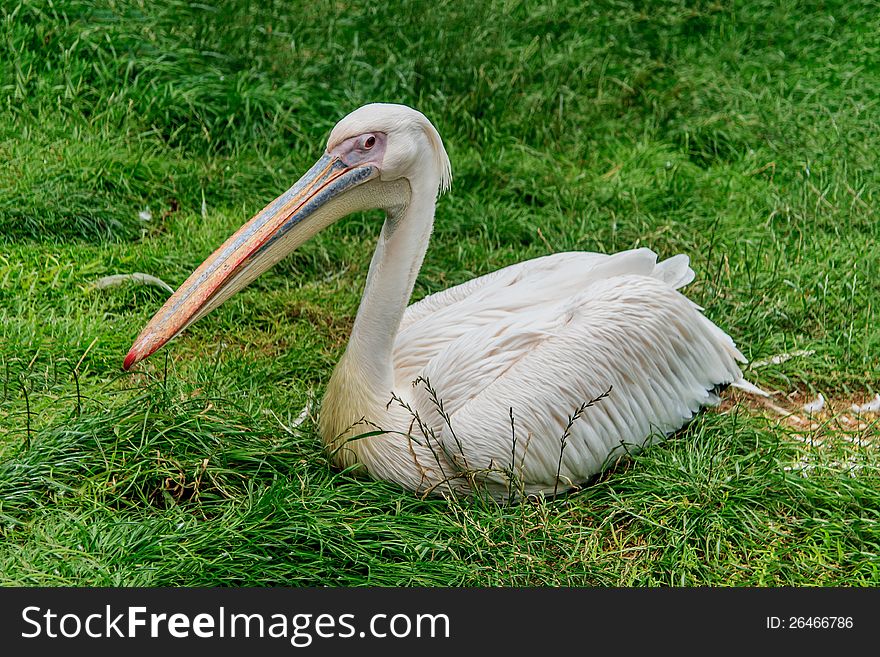 Pelican