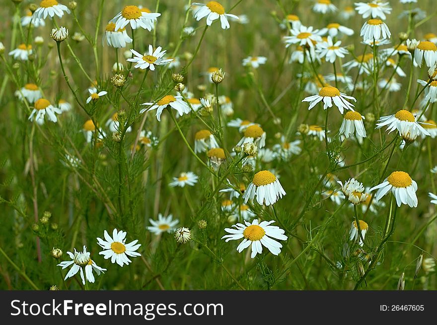 Group blossoming daisies in a meadow. Group blossoming daisies in a meadow