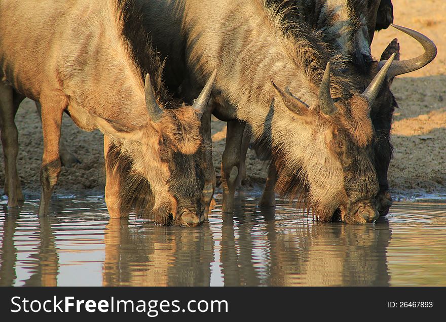 A family of Blue Wildebeest at a watering hole in Namibia, Africa. A family of Blue Wildebeest at a watering hole in Namibia, Africa.