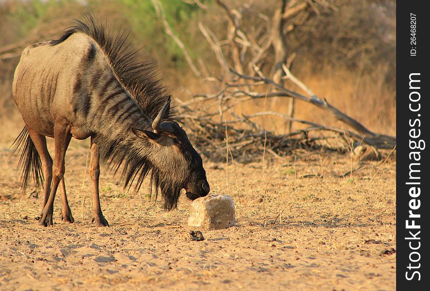 A Blue Wildebeest cow licking salt rock at a watering hole in Namibia, Africa. A Blue Wildebeest cow licking salt rock at a watering hole in Namibia, Africa.